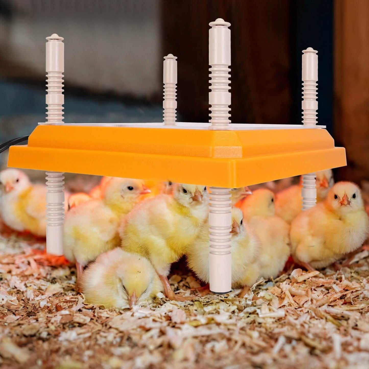 15W Chicken Brooder Heater with Adjustable Height Angle Max 131℉