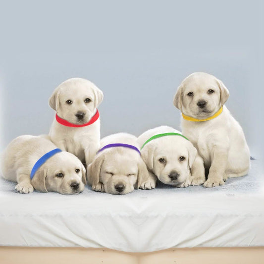12-Piece: Whelping ID Collars Color Set