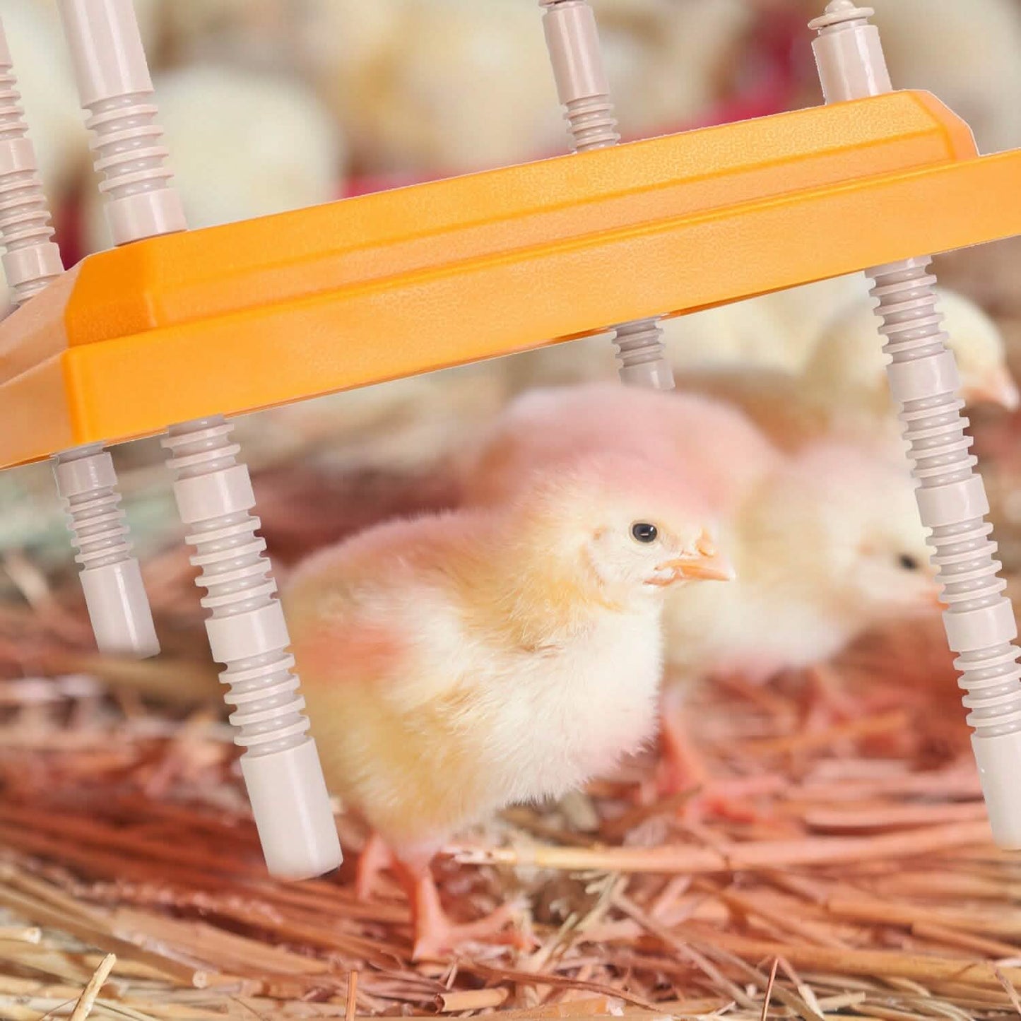 15W Chicken Brooder Heater with Adjustable  Height Angle Max 131℉